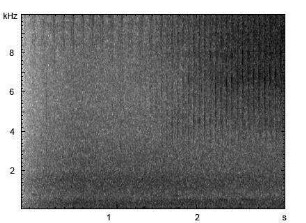 Nachtigallgrashüpfer | Chorthippus biguttulus - Gesang