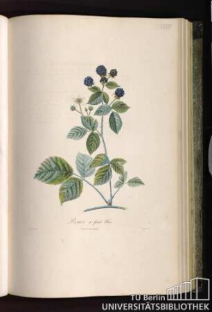 Pl. XXXIV. Ronce à fruit bleu.