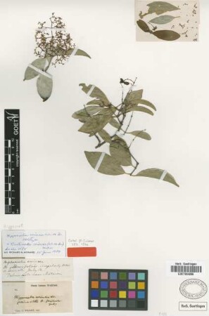 Hippocratea coriacea C.Wright ex Griseb. [holotype]