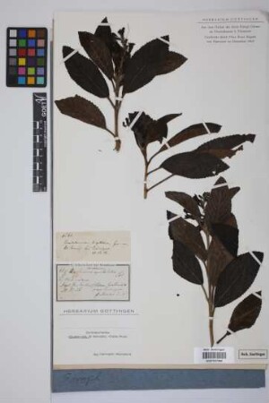 Uroskinnera spectabilis Lindl.