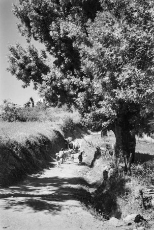 Straßenansicht : Blick auf eine Straße, die zu dem Dorf Menguillet führt.