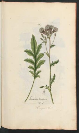 285. Serratula tinctoria