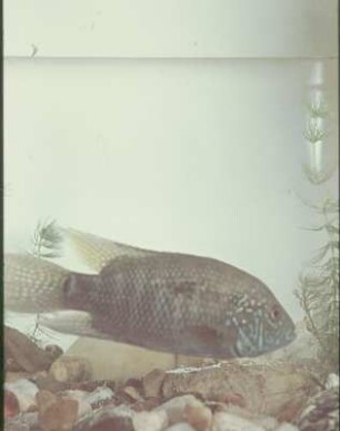 Fisch im Aquarium