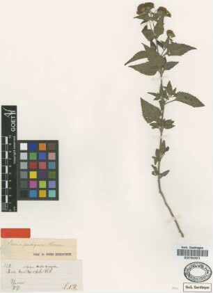 Stevia alpina Griseb. [type]