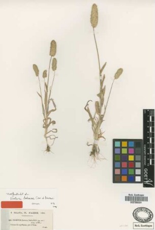 Trisetum balansae Coss. & Durieu