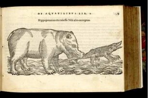 Hippopotamus ex colosso Nili alio excerptus