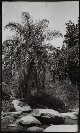 Venezuela. Palme am Fluß mit großen Steinen