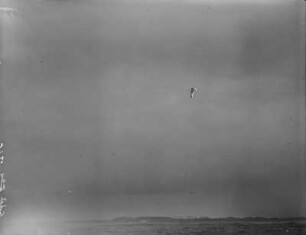 Lachmöwe : Lachmöwe (Chroicocephalus ridibundus, Syn. Larus ridibundus), Flugbild.
