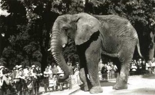 Dresden. Zoologischer Garten. Afrikanischer Elefant (Loxodonta africana)