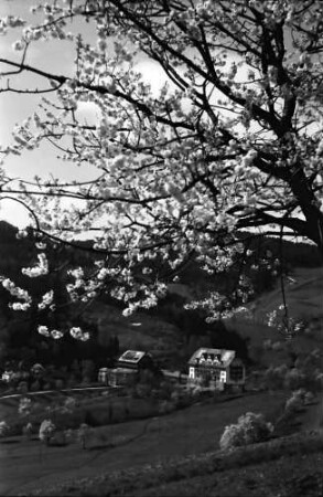 Glotterbad: Sanatorium mit blühendem Baum im Vordergrund