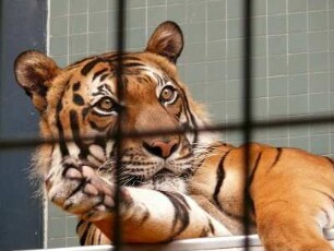 Berliner Zoo, Tiger hinter Gittern