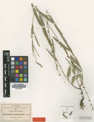 Desmodium subspicatum S.Watson [isotype]