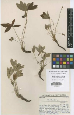 Potentilla alba L.