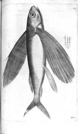 Hirundo