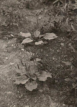 Breitwegerich (Plantago major)