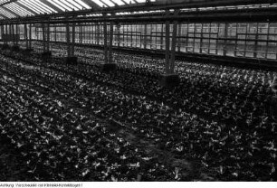 Dresden, Kaditz. Gärtnerische Produktionsgenossenschaft (GPG) Gartenbau Kaditz, Arbeit in den Gewächshäusern, 1959