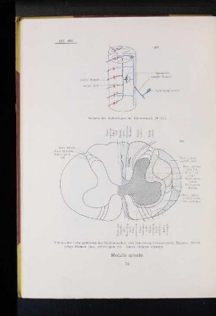 161 Schema der Reflexbogen im Rückenmark (M.H.).