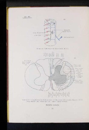 161 Schema der Reflexbogen im Rückenmark (M.H.).