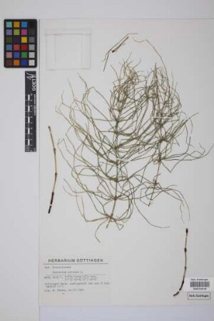 Equisetum arvense L.