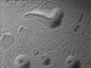 Bacillus circulans (Jordan) - Aufbau und Verhalten beweglicher Kolonien