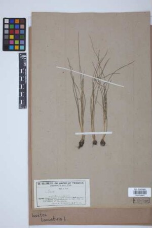 Isoetes lacustris L.