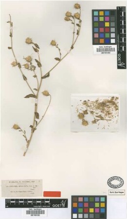 Centaurea microcarpa Coss. & Durieu ex Batt. & Trab. [type]