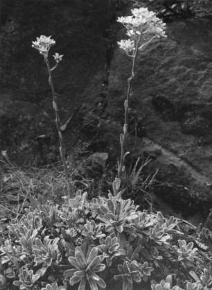 Blume