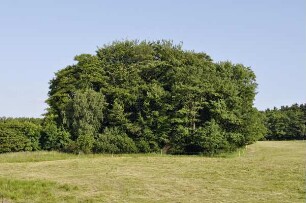 Drusenküppel; Wehrheim, Drusenmarsch , Drusenküppel