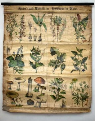 Schreibers große Wandtafeln der Naturgeschichte der Pflanzen
