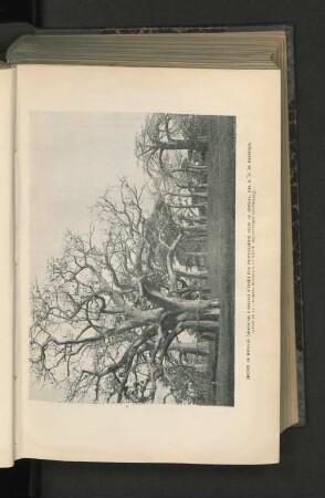 Groupe de Baobabs.