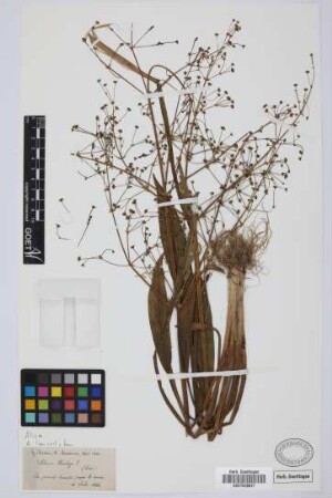 Alisma plantago L.