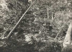 Insel Gogland. Nordischer Nadelwald. Urwaldähnlicher Bestand am Pfad nach der Westküste