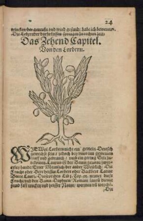 Das Zehend Capitel. Von den Lorbern.