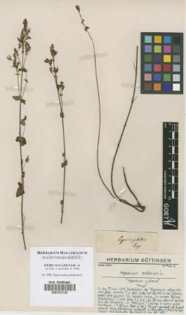 Hypericum pulchrum L.