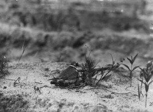 Flussregenpfeifer : Flussregenpfeifer (Charadrius dubius Scopoli) bedeckt die Eier.