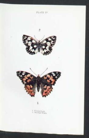 Plate IV