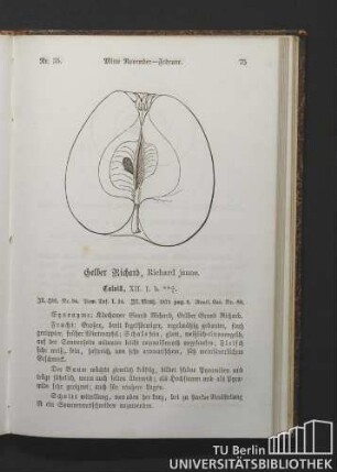 Nr. 35. Gelber Richard, Richard jaune.