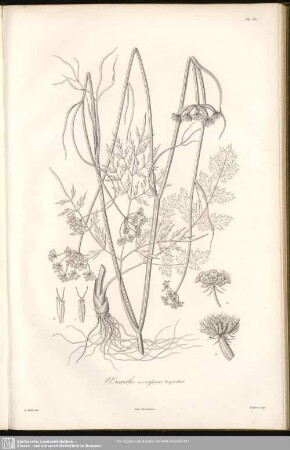 Oenathe Incrassans. Bory et Chaub