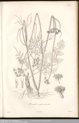 Oenathe Incrassans. Bory et Chaub
