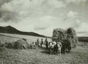 Frühling; Baumblüte Borthen Kauscha