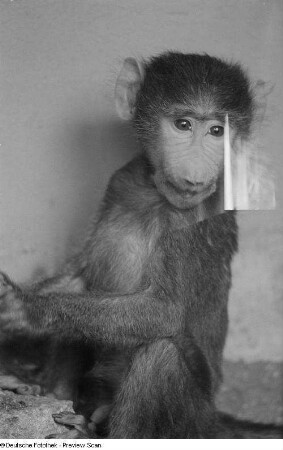 Affe im Zoo