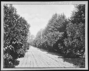 California Orange Grove