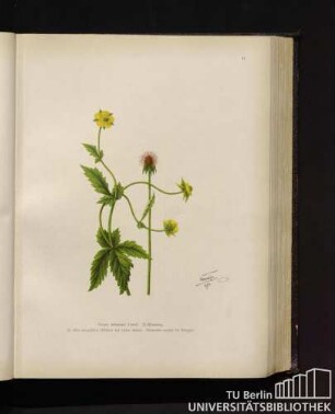 Geum urbanum Linné. Nelkenwurz.
