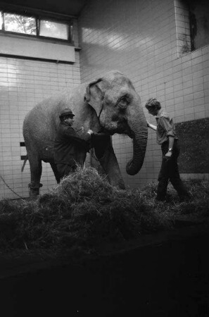 Schenkung der indischen Elefantendame Piccolo" an den Karlsruher Zoo durch den Zirkus Roland-Busch.