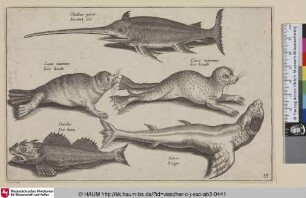 Gladius piscis, Swaer vis; Canis marinus, Zee hondt; Cuculus, Zee-haen; Silure, Lenge