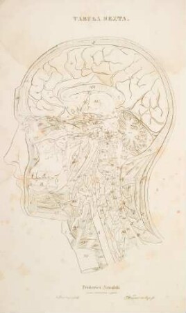 Caput viri viginti annorum e latere sinistro atque externo delineatum. Prima et intima species nervorum capitis extrinsecus inspectorum. Origines nervorum cervicis et cerebri; horum decursus tum exparte tum totus (Lineartafel)