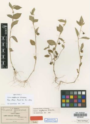 Solanum deflexum Greenm. [type]