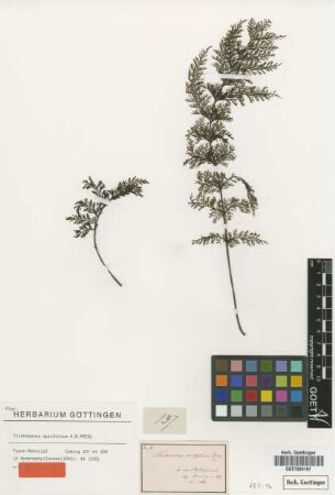 Trichomanes apiifolium C.Presl [syntype]