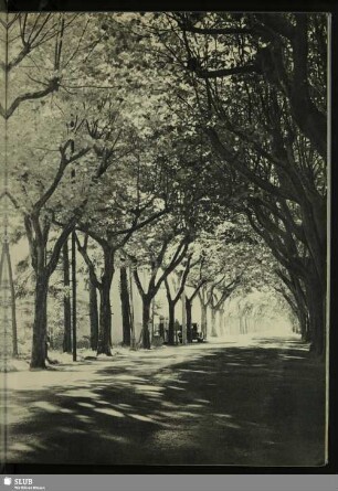 Platanenallee