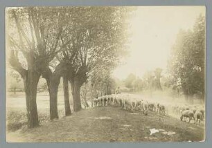 Weidende Schafherde : Magdeburg. Weidende Schafherde